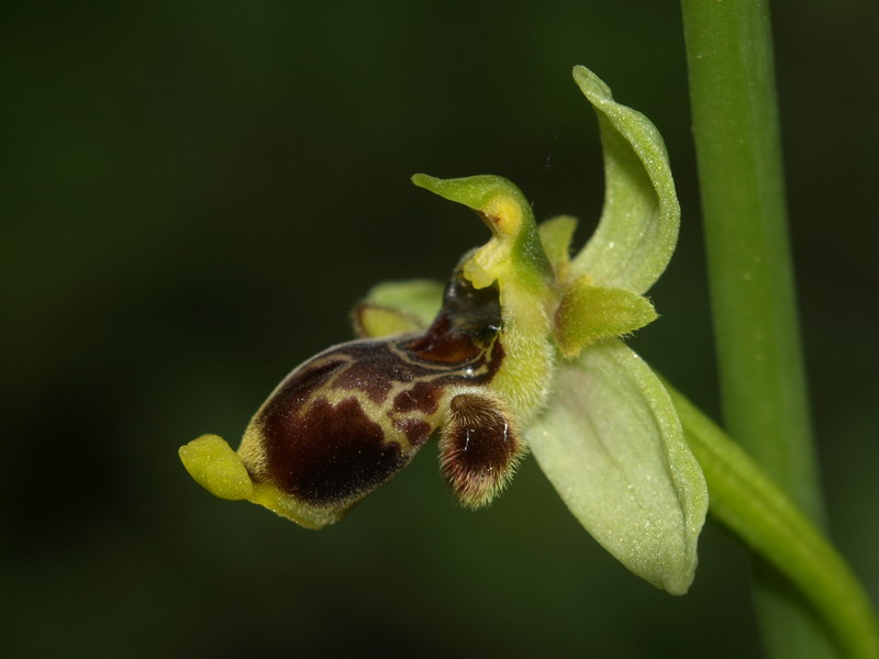 Ophrys conradiae - (1 parte)